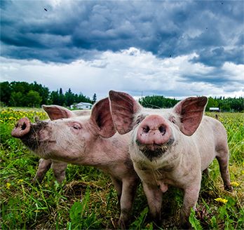 Farm to Shelves_Happy Hogs